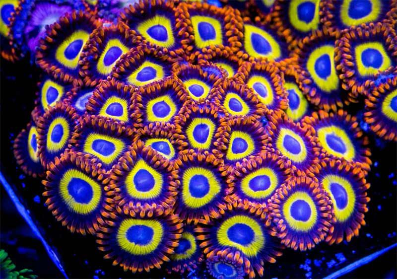 easy beginner corals