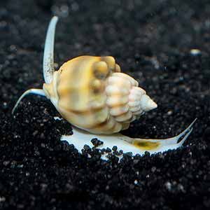 tongan nassarius snail