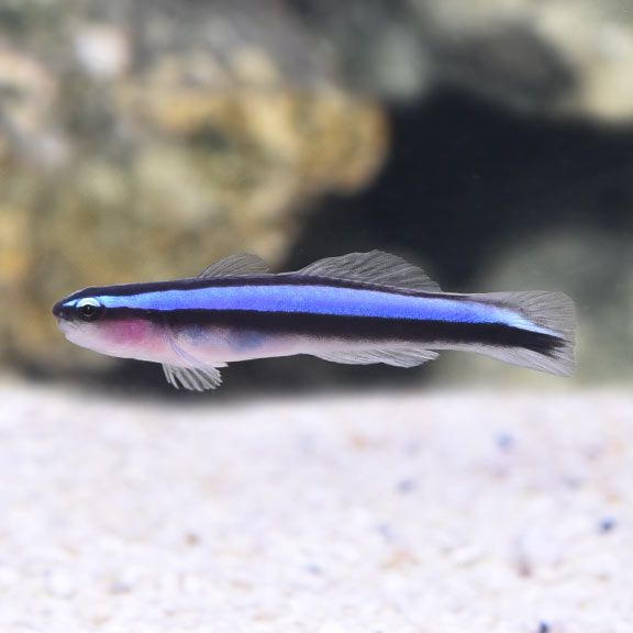 neon blue goby
