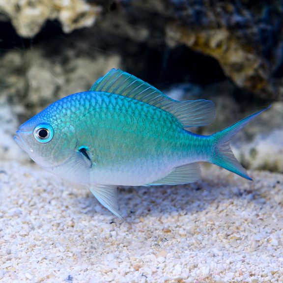 blue/green chromis