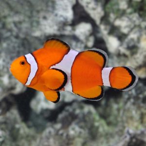 Reef Safe Fish and Invertebrates - Top 10 Best Options for Each | Reef ...