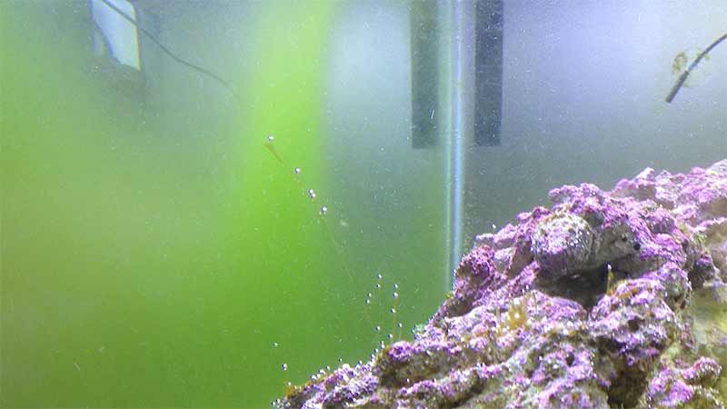 reef tank algae