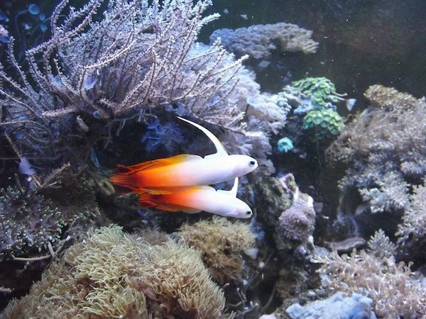 saltwater tank care for beginners