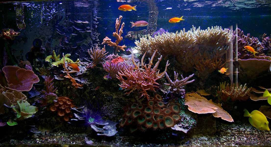 how many fish per gallon saltwater