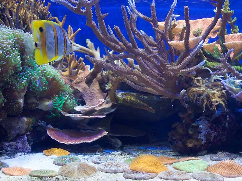 how to lower nitrates in reef tank