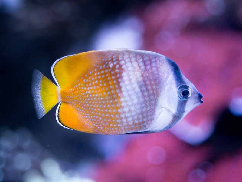 How To Euthanize A Fish (Humanely) | Reef Tank Resource