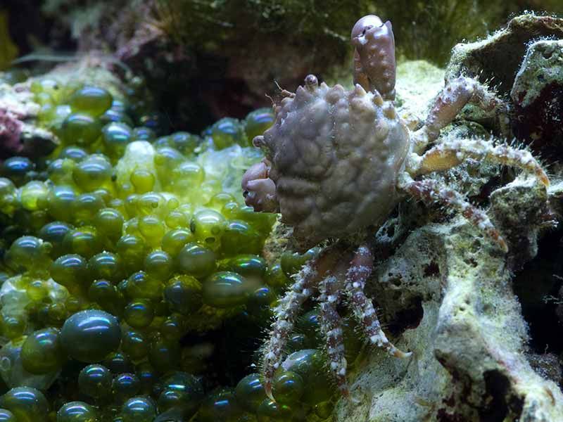 how to get rid of bubble algae