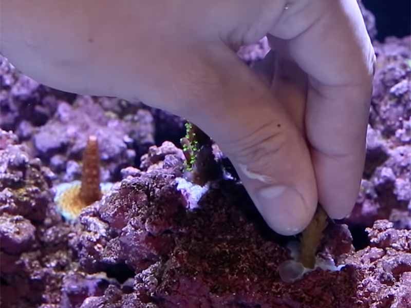how to glue coral to live rock underwater