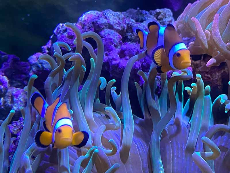 How To Train Clownfish To Host An Anemone (Tips & Tricks) | Reef Tank Resource