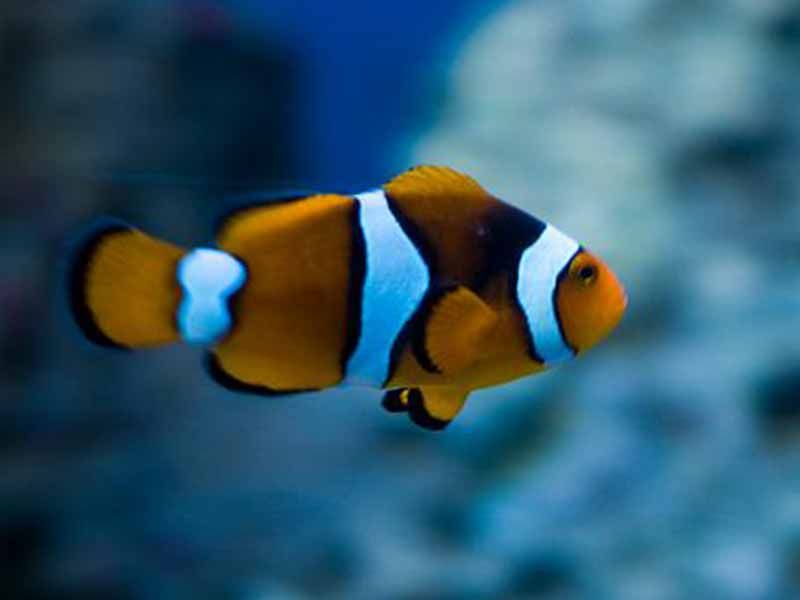 true percula clownfish