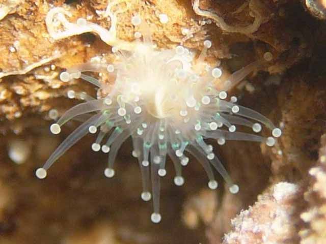 ball anemone