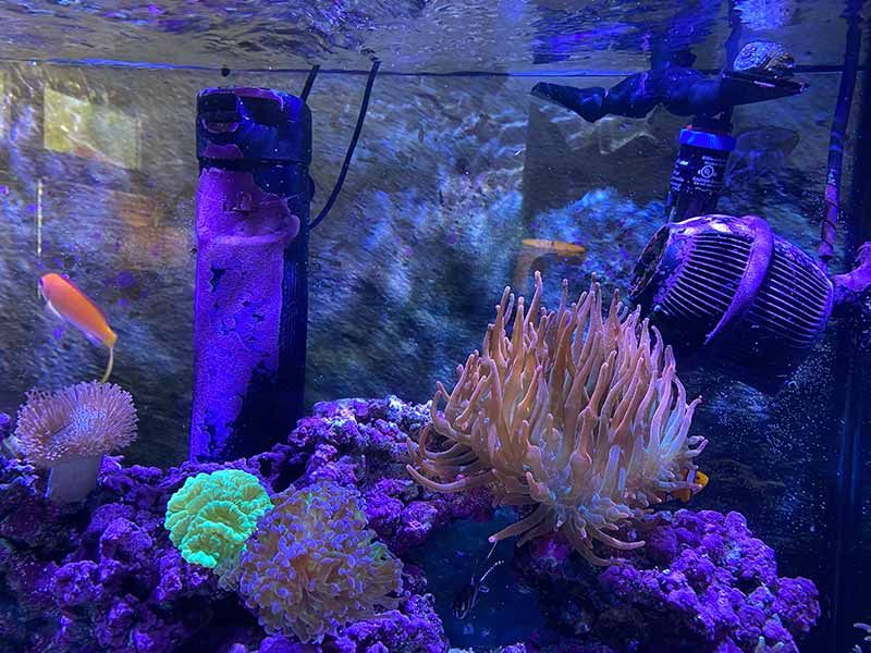 How To Grow Coralline Algae (Fast & Easy) | Reef Tank Resource