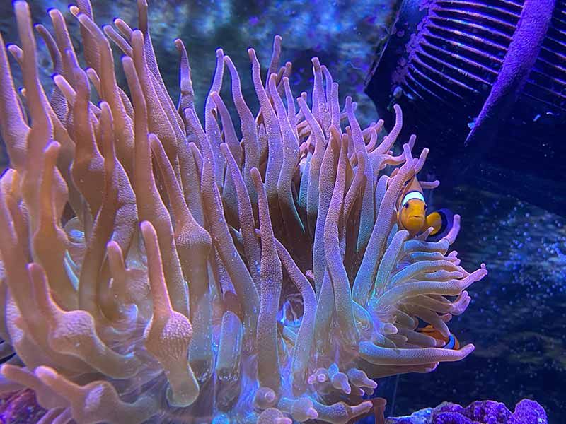 how to raise and lower ph in a saltwater aquarium