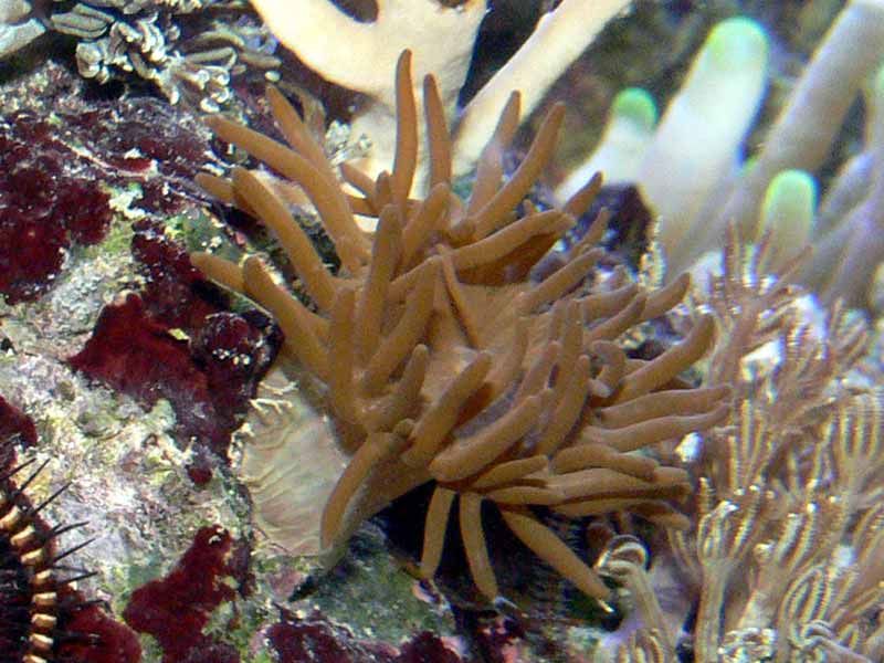 majano anemone identification infestation