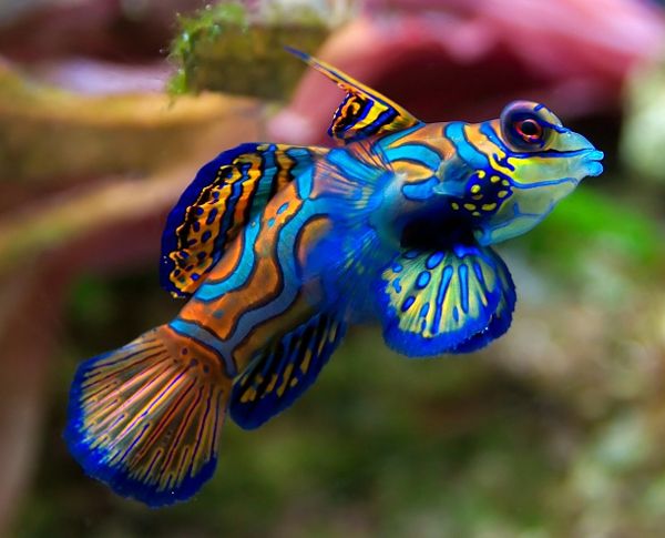 Mandarin Goby (Dragonette) Care Requirements & Feeding | Reef Tank Resource