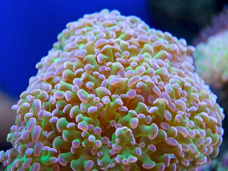 hammer coral (care, placement, feeding, etc.)