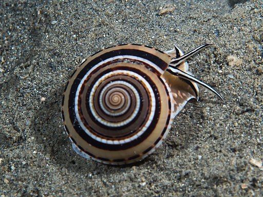 Sundial Snail