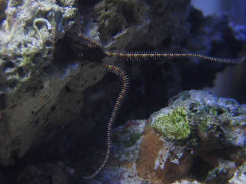 brittle starfish