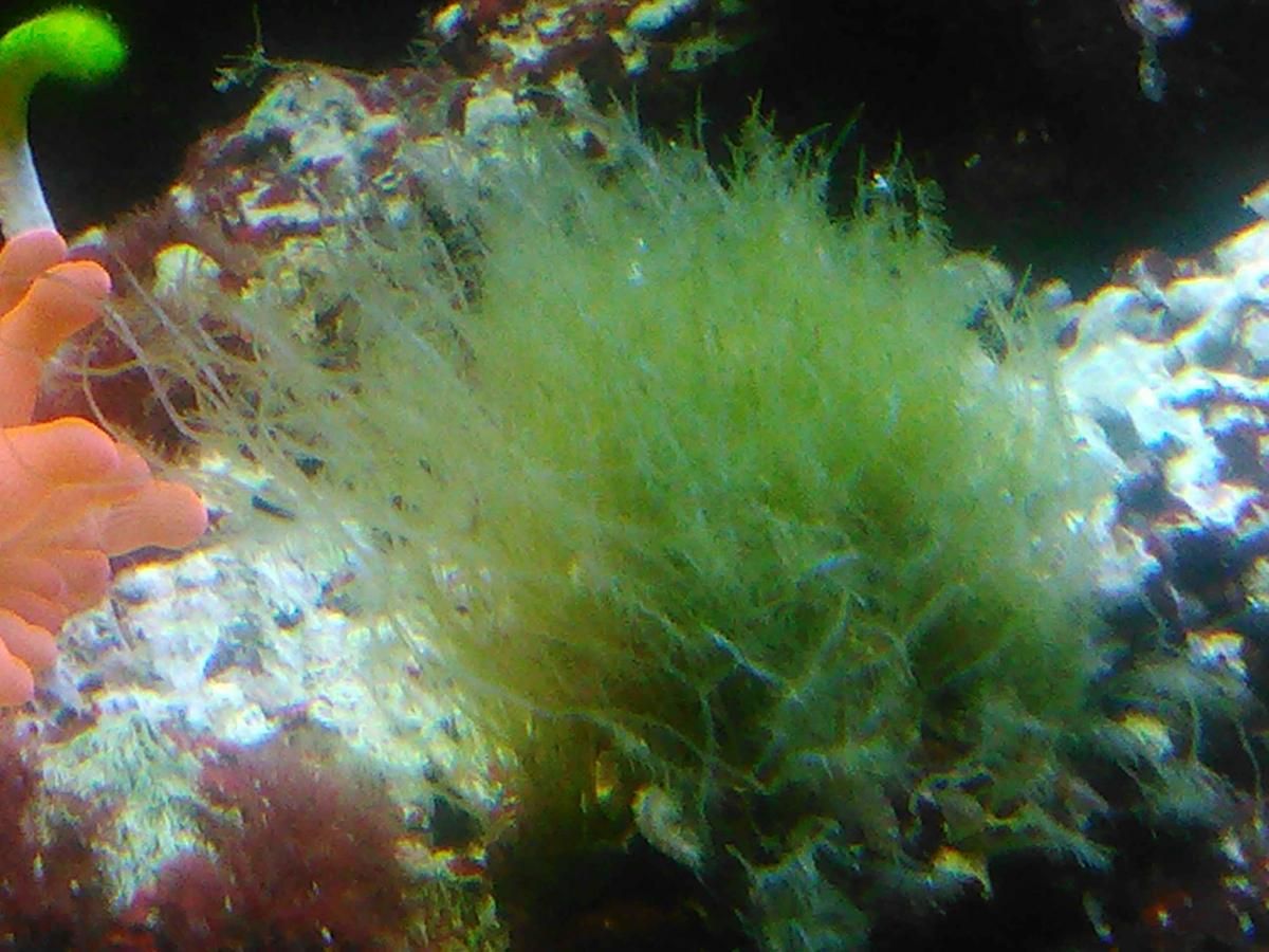 green hair algae