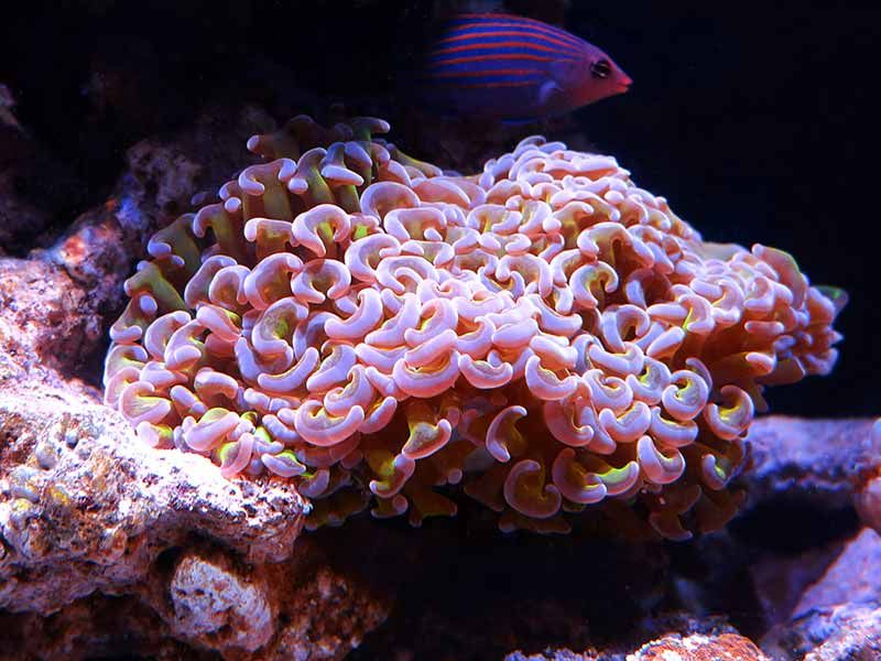lps corals