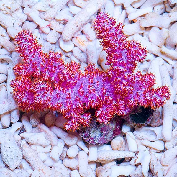 carnation tree coral
