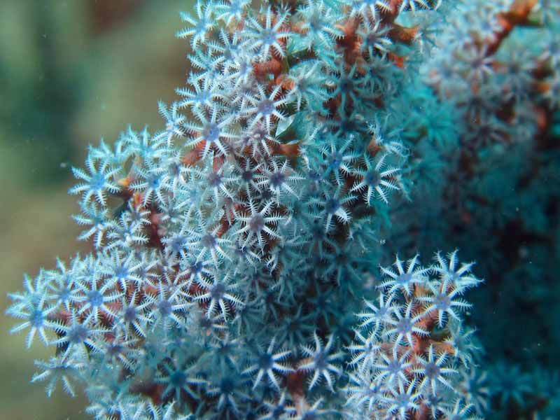 nps corals - non photosynthetic