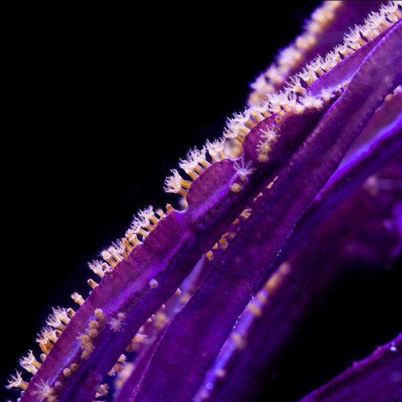 purple blade sea fan
