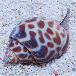 Babylonia snail