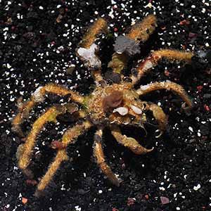 spider decorator crab