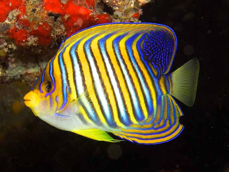 reef safe angelfish